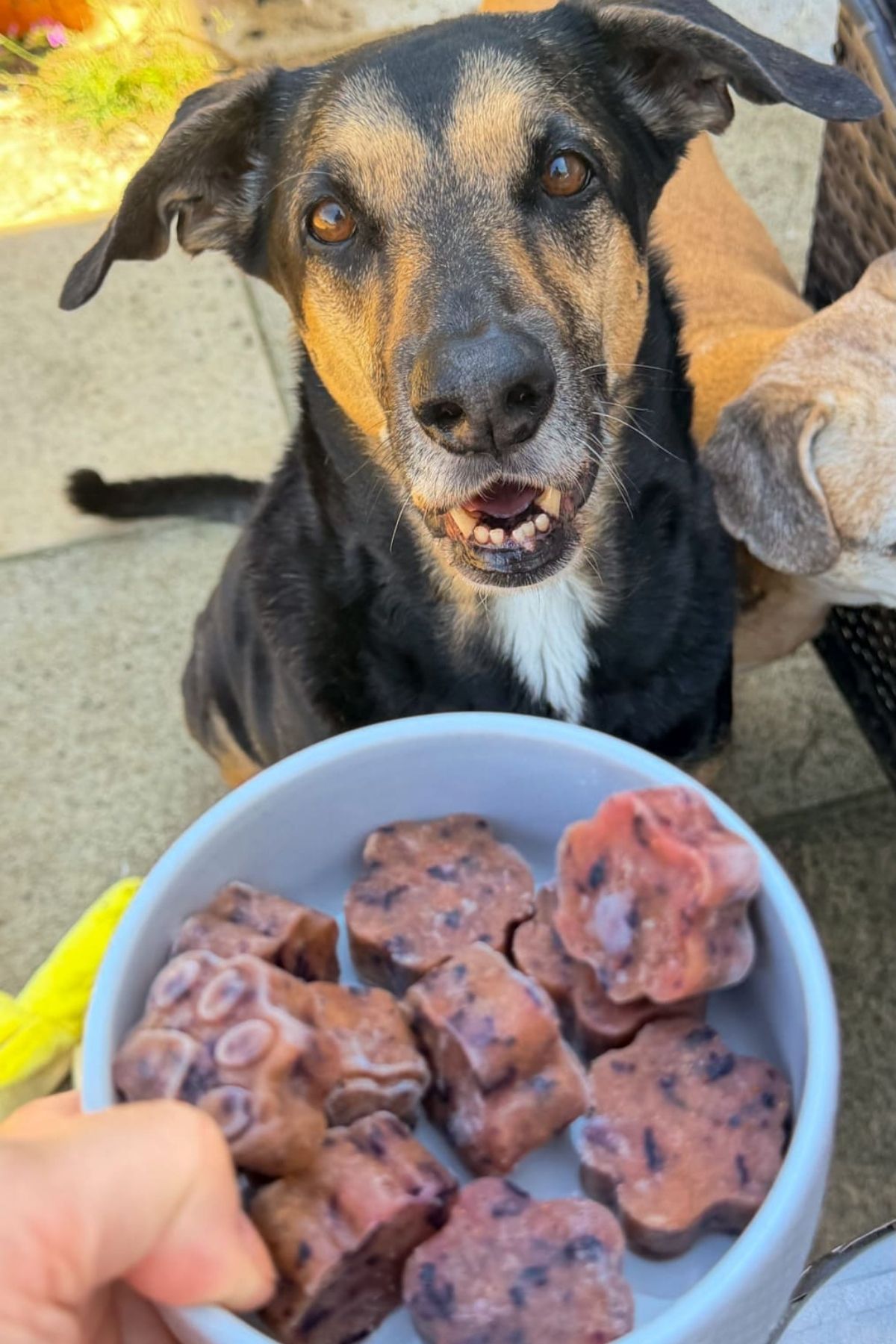 A black and tan dog looks up eagerly at a bowl of flower-shaped frozen cantaloupe blueberry dog treats being held out in front of it.