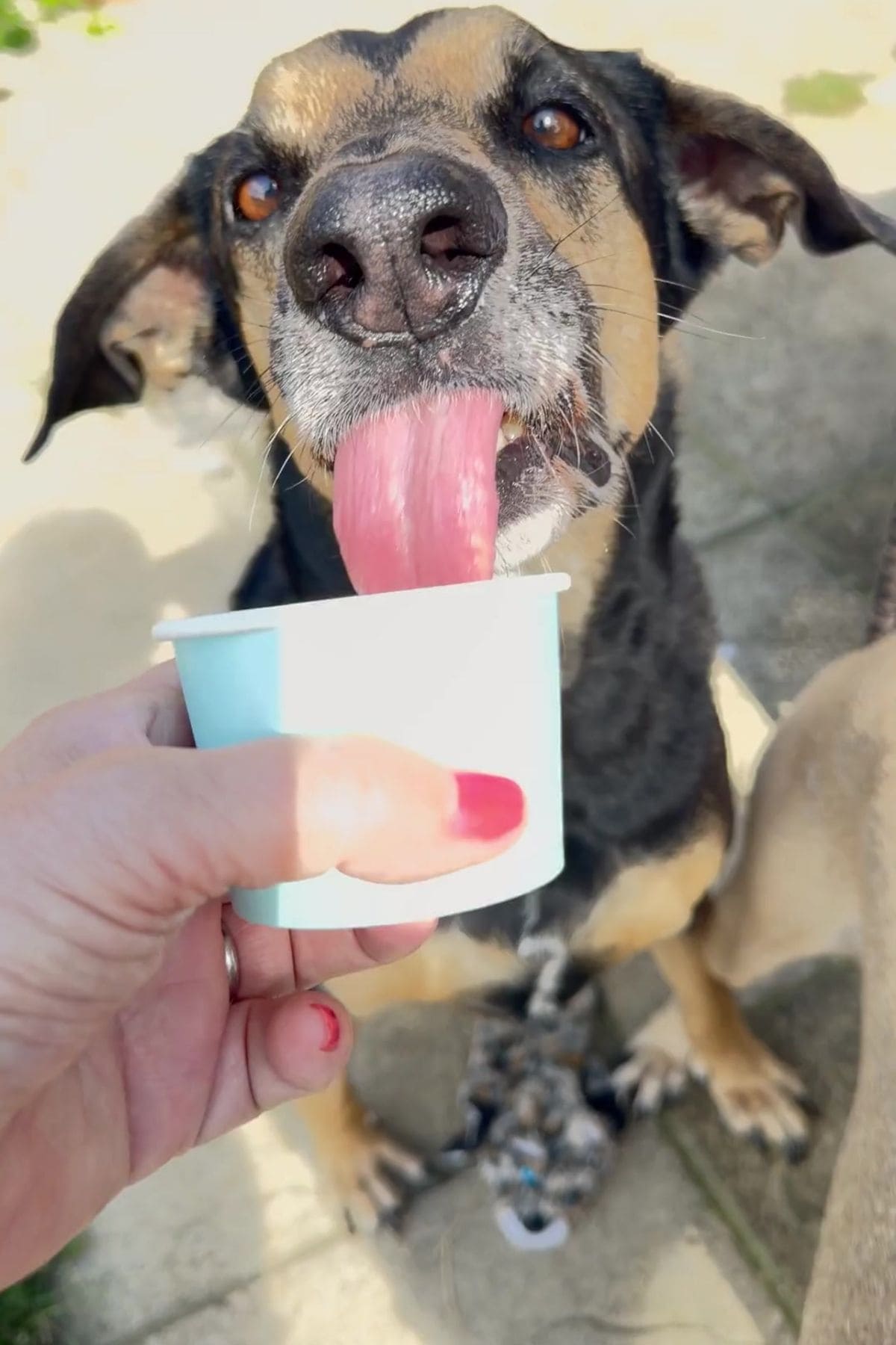 A dog with brown and black fur enjoys sardine ice cream, licking from a small blue cup held by a person with red-painted nails.
