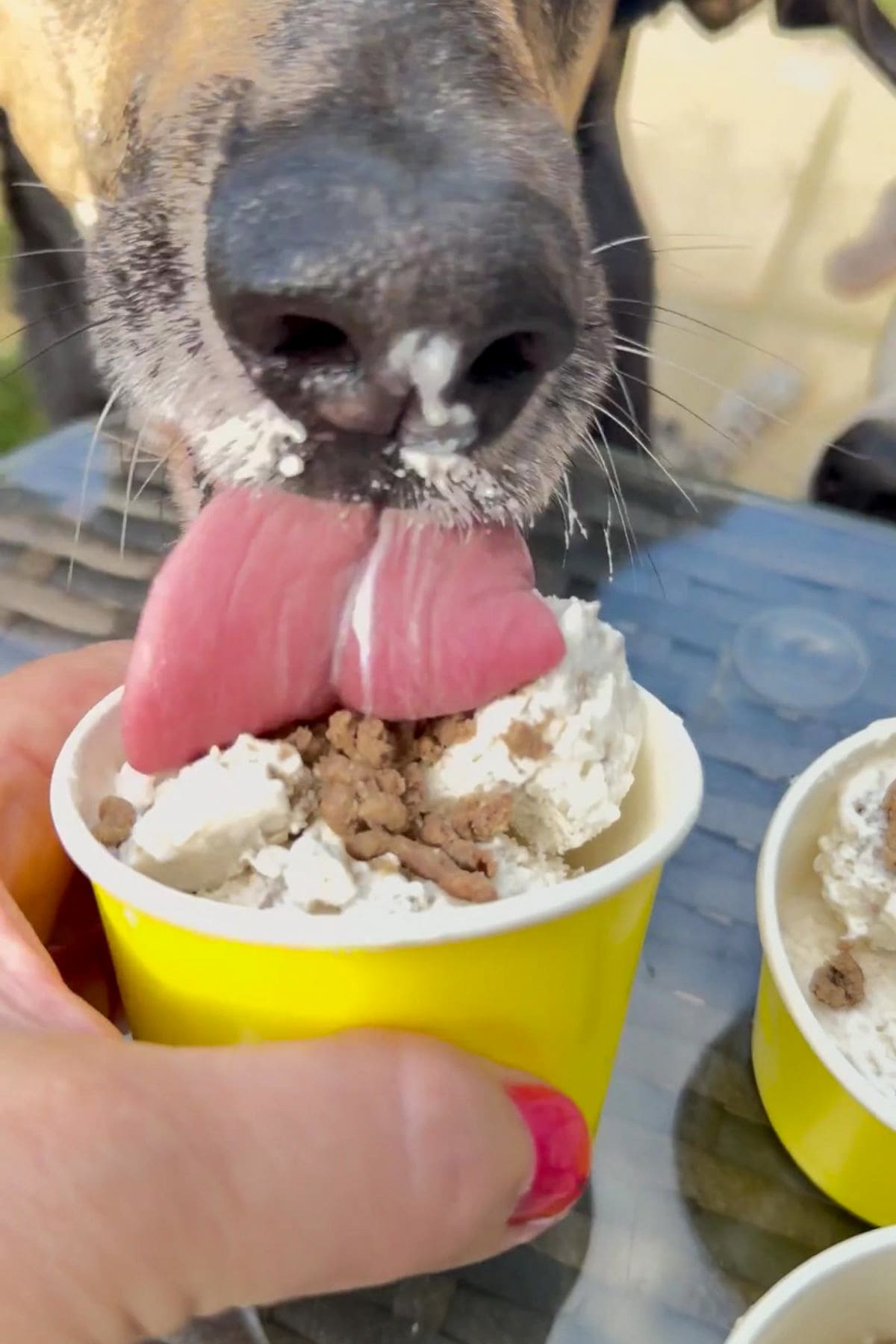 A dog licks a tub of beef dog ice cream and crumbled treats, held by a person with pink nail varnish.