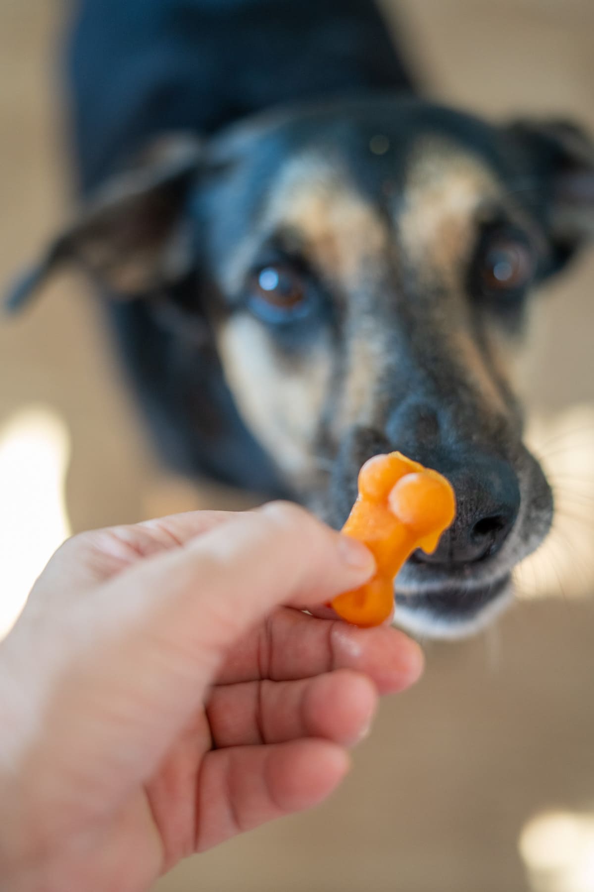 A hand holds a bone-shaped orange treat—reminiscent of cantaloupe pumpkin frozen dog treats—in front of a black and brown dog looking up expectantly.
