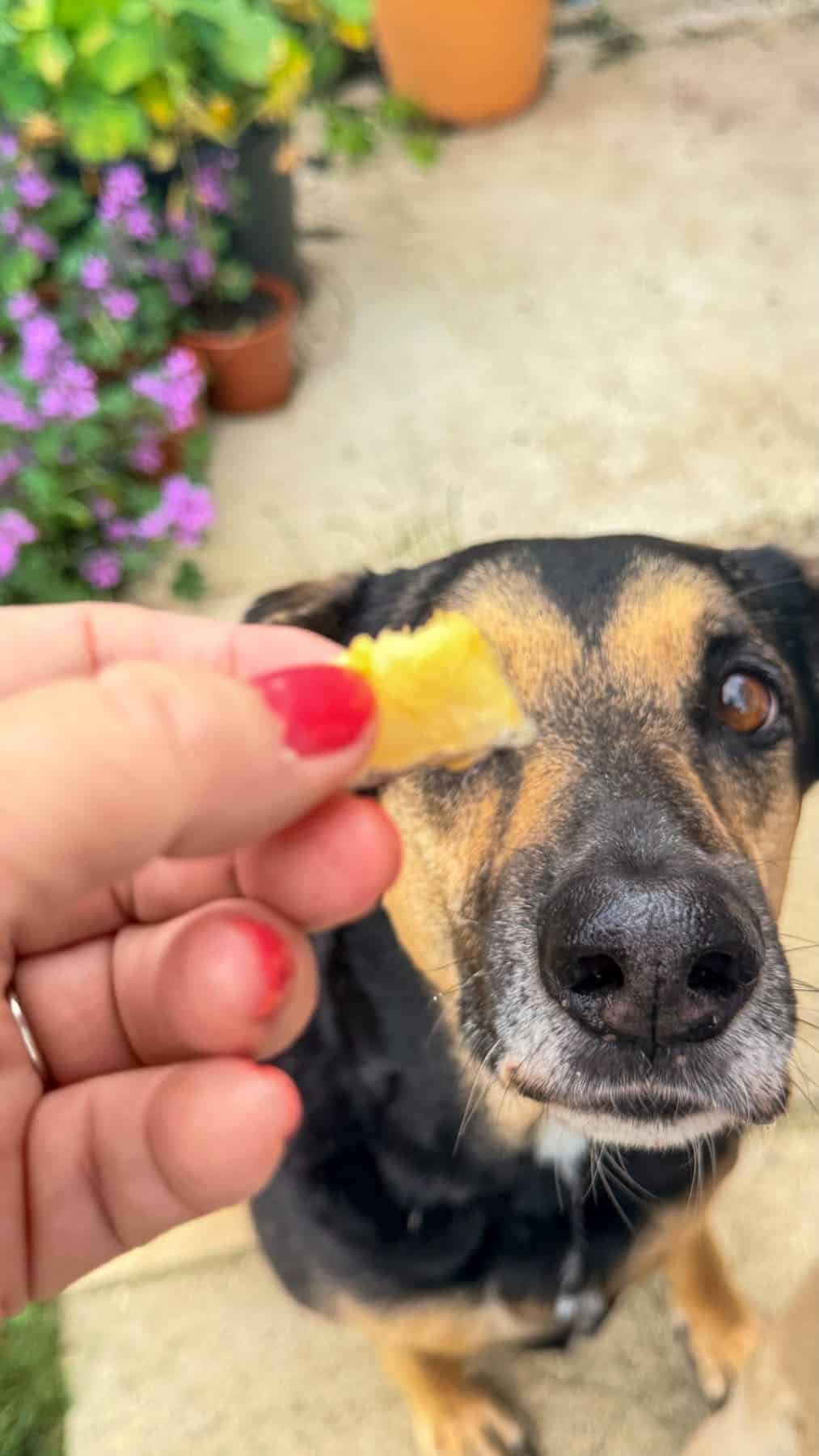 A hand with red nail varnish holds a piece of yellow fruit in front of a black and brown, one-eyed dog outdoors, as if offering cod bites for dogs as a special treat.