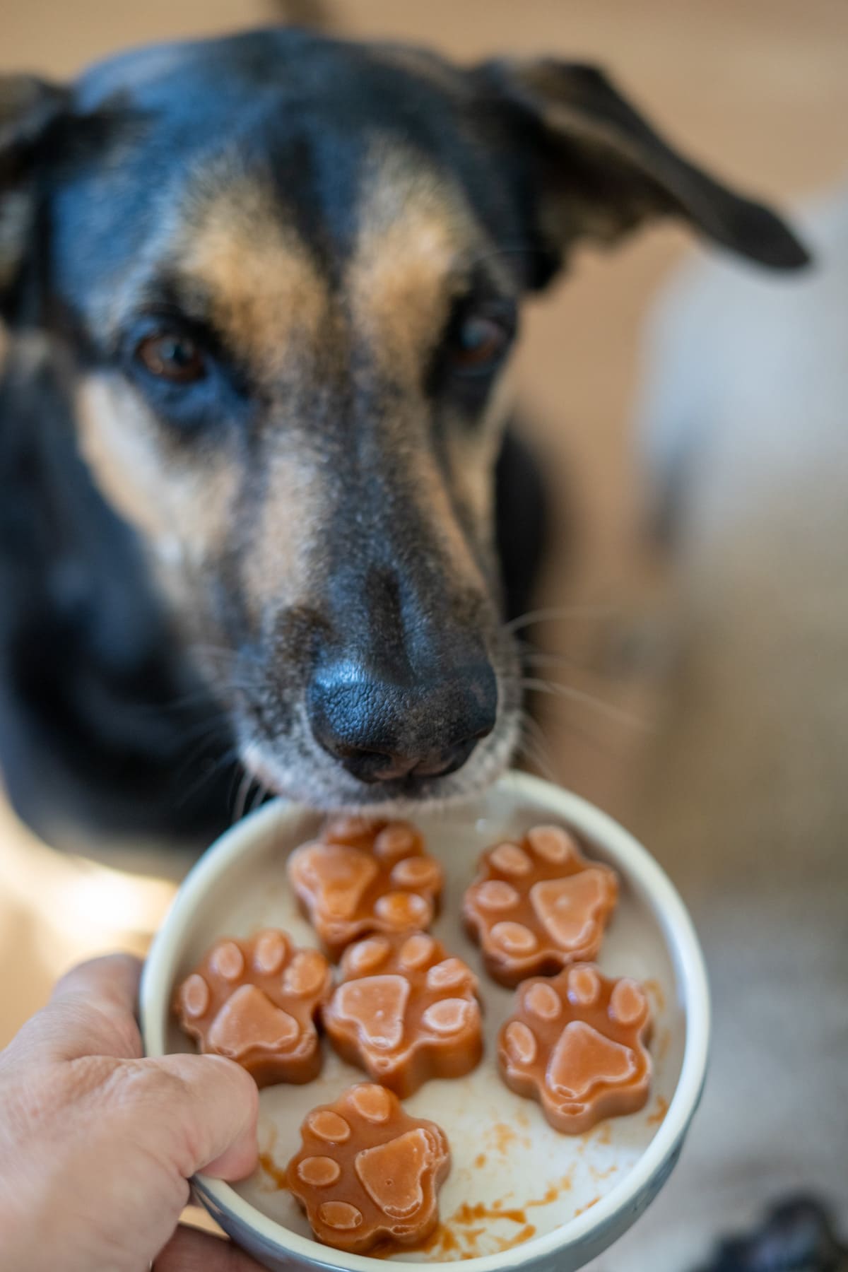 A person holds a bowl with six paw-shaped treats in front of a dog, which is looking closely at the bowl.
