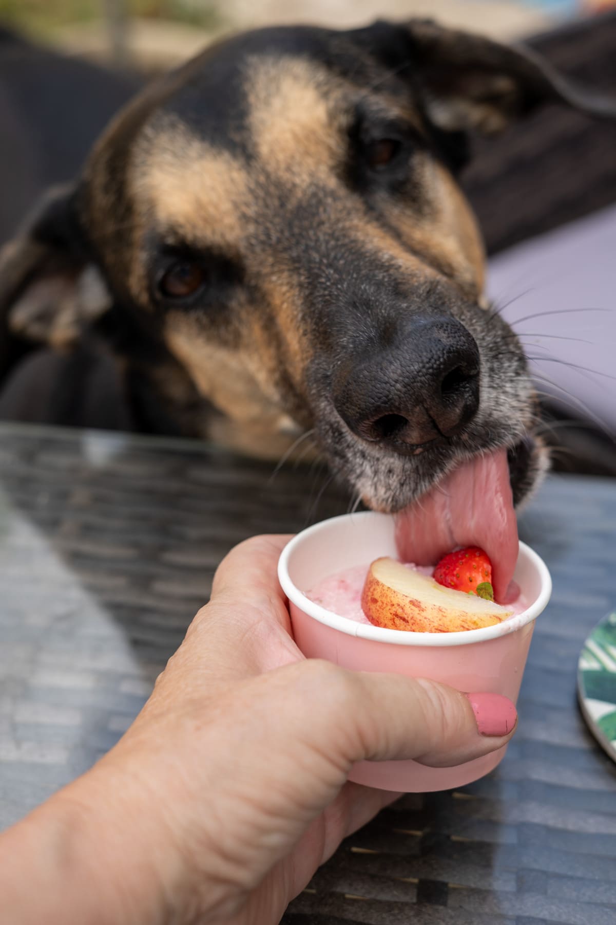 A person holds a small cup of pink apple and strawberry dessert with fruit while a dog licks the ice cream, sitting at a glass table.