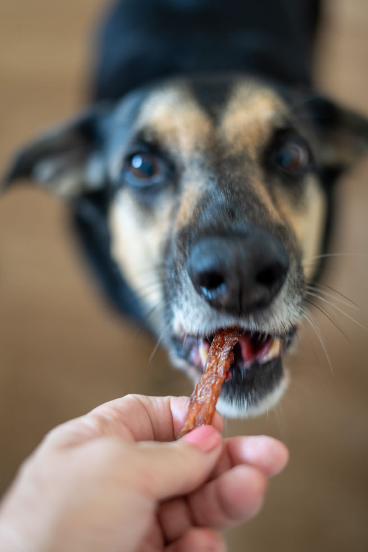 A person holds out a treat while a black and tan dog eagerly bites it, with the dog’s face in sharp focus and the background blurred—the treat appears to be turkey jerky for dogs, making this pup especially excited.