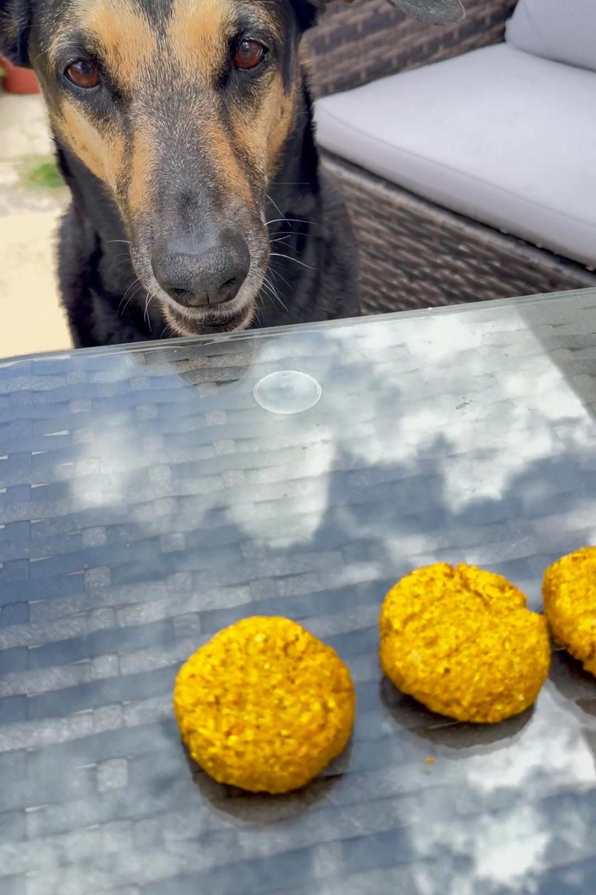 A dog looks intently at three salmon pumpkin dog biscuits on a glass table outdoors.
