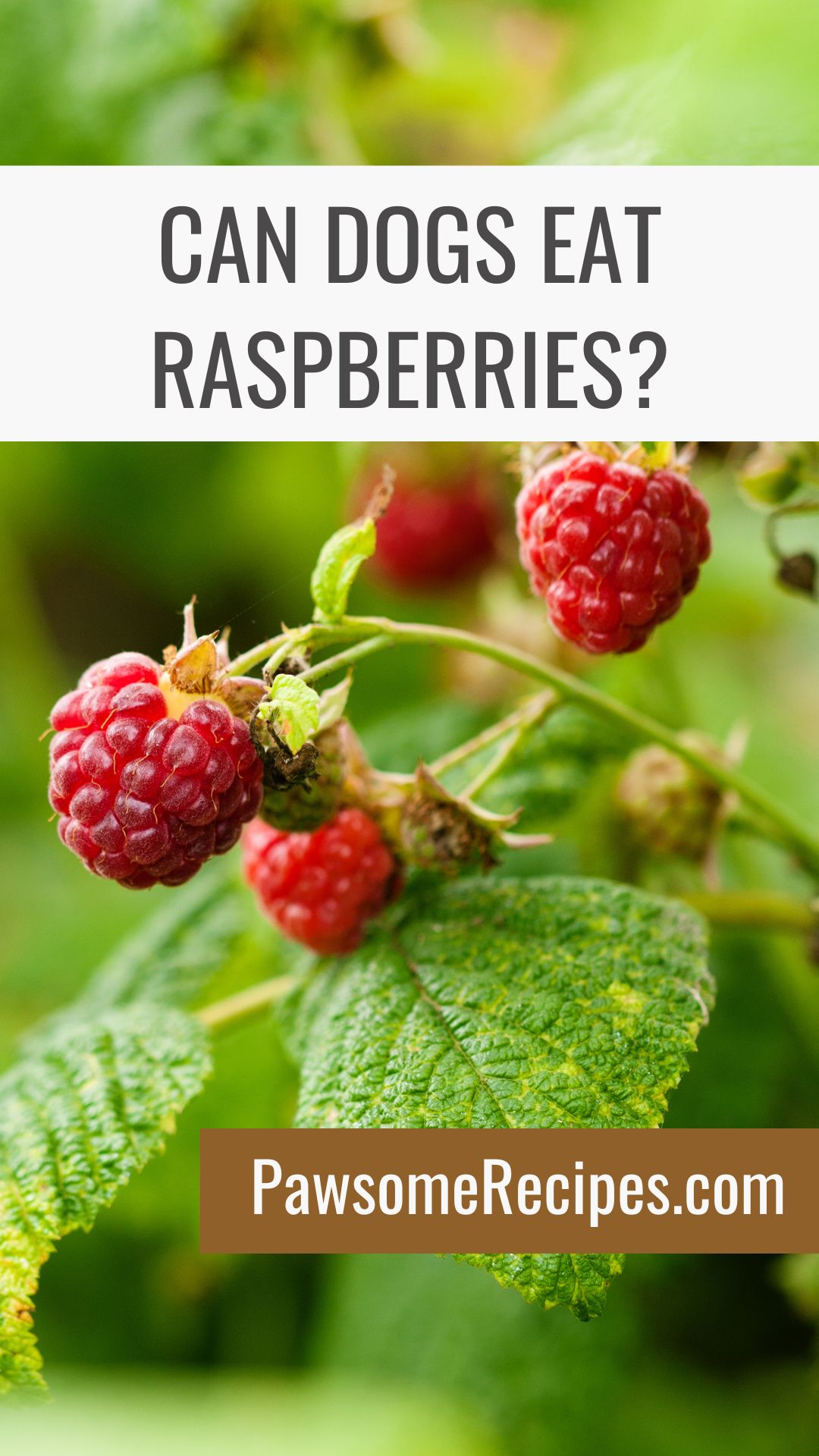 Close-up of ripe raspberries on a bush with a text overlay asking “Can dogs eat raspberries?” and a website link “PawesomeRecipes.com” at the bottom. The image invites viewers to learn more about whether dogs can eat raspberries safely.