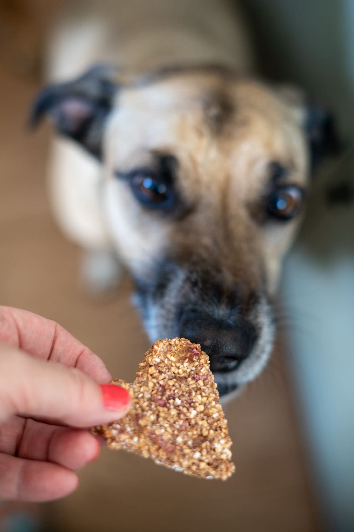 A hand holds a triangular dog treat in front of a dog’s face, with the dog looking closely at the treat.