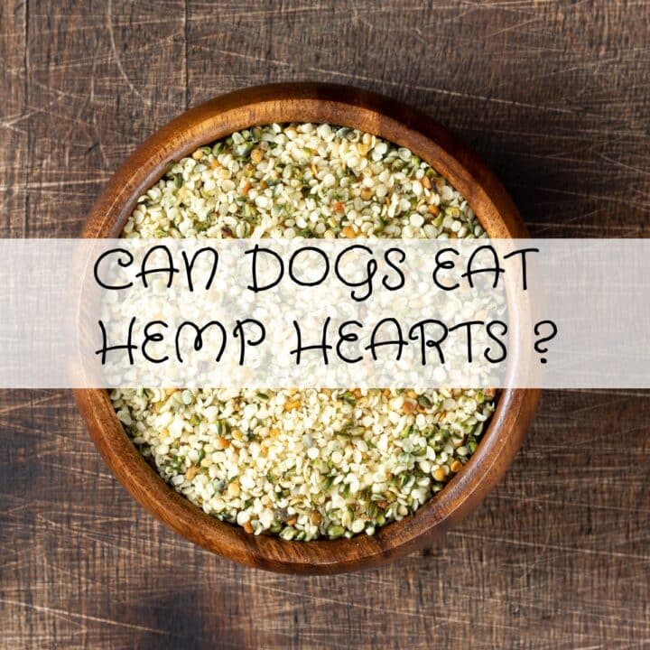 A bowl of hemp hearts on a wooden surface with the text “Can dogs eat hemp hearts?” written across the image.