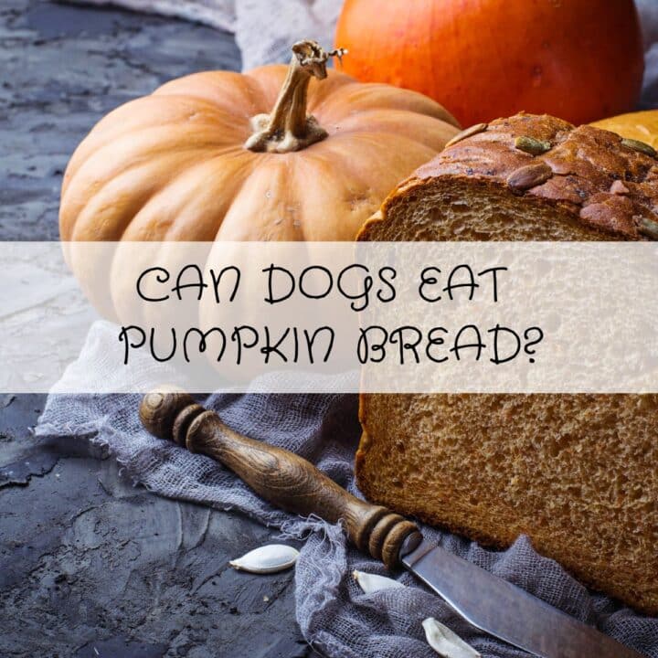 A loaf of pumpkin bread, a pumpkin, and a knife on a grey cloth, with the text “Can dogs eat pumpkin bread?” overlaid in the centre.