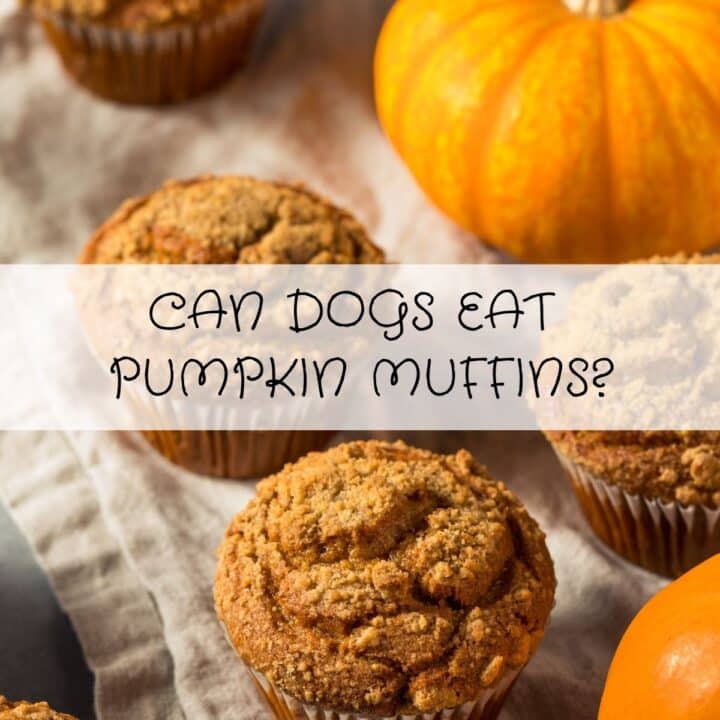 Pumpkin muffins on a tea towel next to small pumpkins, with the text “Can dogs eat pumpkin muffins?” overlaid in the centre.