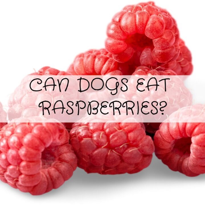 Close-up of fresh raspberries with the text “Can dogs eat raspberries?” overlaid in a decorative font.