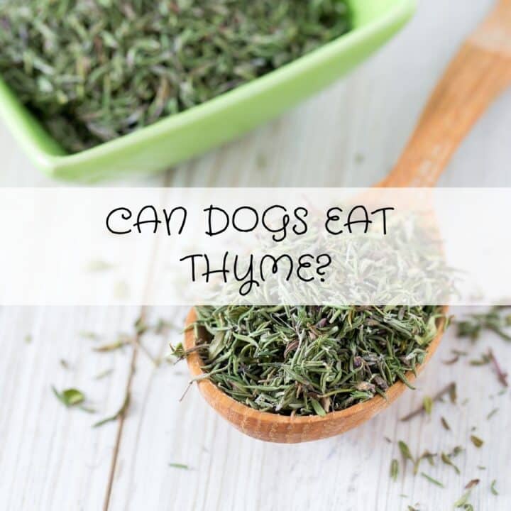 A wooden spoon of dried thyme rests on a white surface, with a green dish of thyme in the background and the question “Can dogs eat thyme?” displayed across the centre, inviting viewers to learn more about this herb’s safety for pets.
