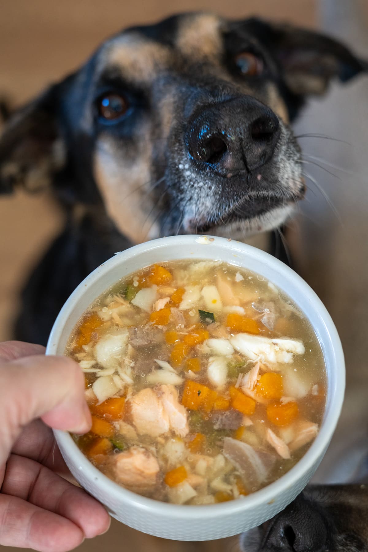 A person holds a bowl of homemade dog food with vegetables and meat—perhaps even a hearty fish stew for dogs—in front of a black and tan dog.