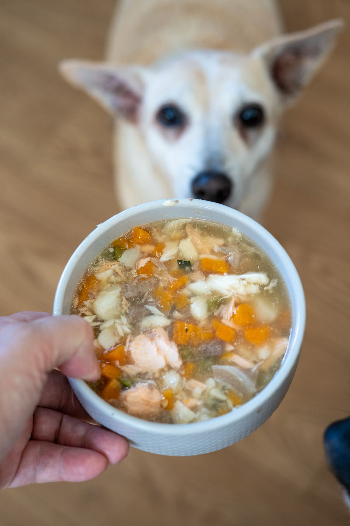 A hand holds a bowl of chunky soup with vegetables and meat—resembling a hearty fish stew for dogs—while a light-coloured dog looks up at the bowl on a wooden floor.
