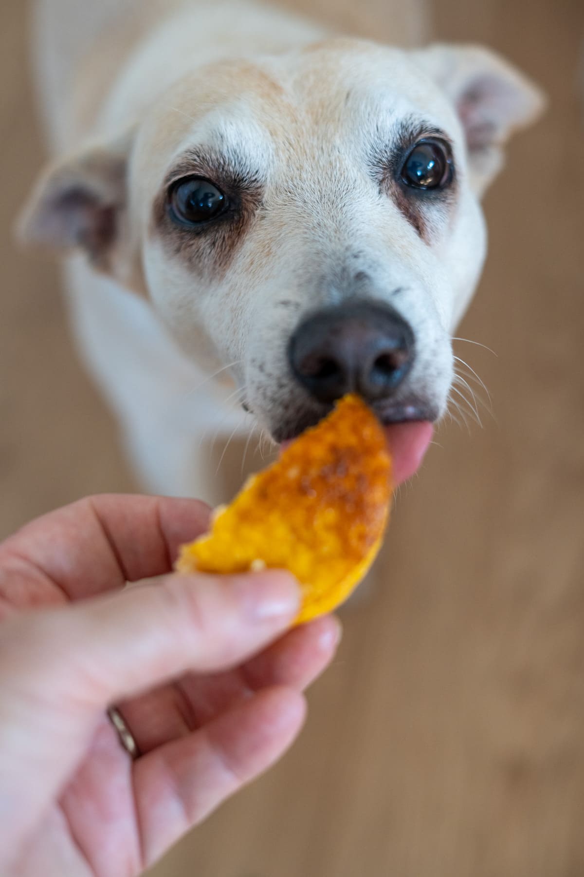 A close-up of a dog licking a piece of food held by a person’s hand. The background is blurred, focussing on the dog’s face and the food.