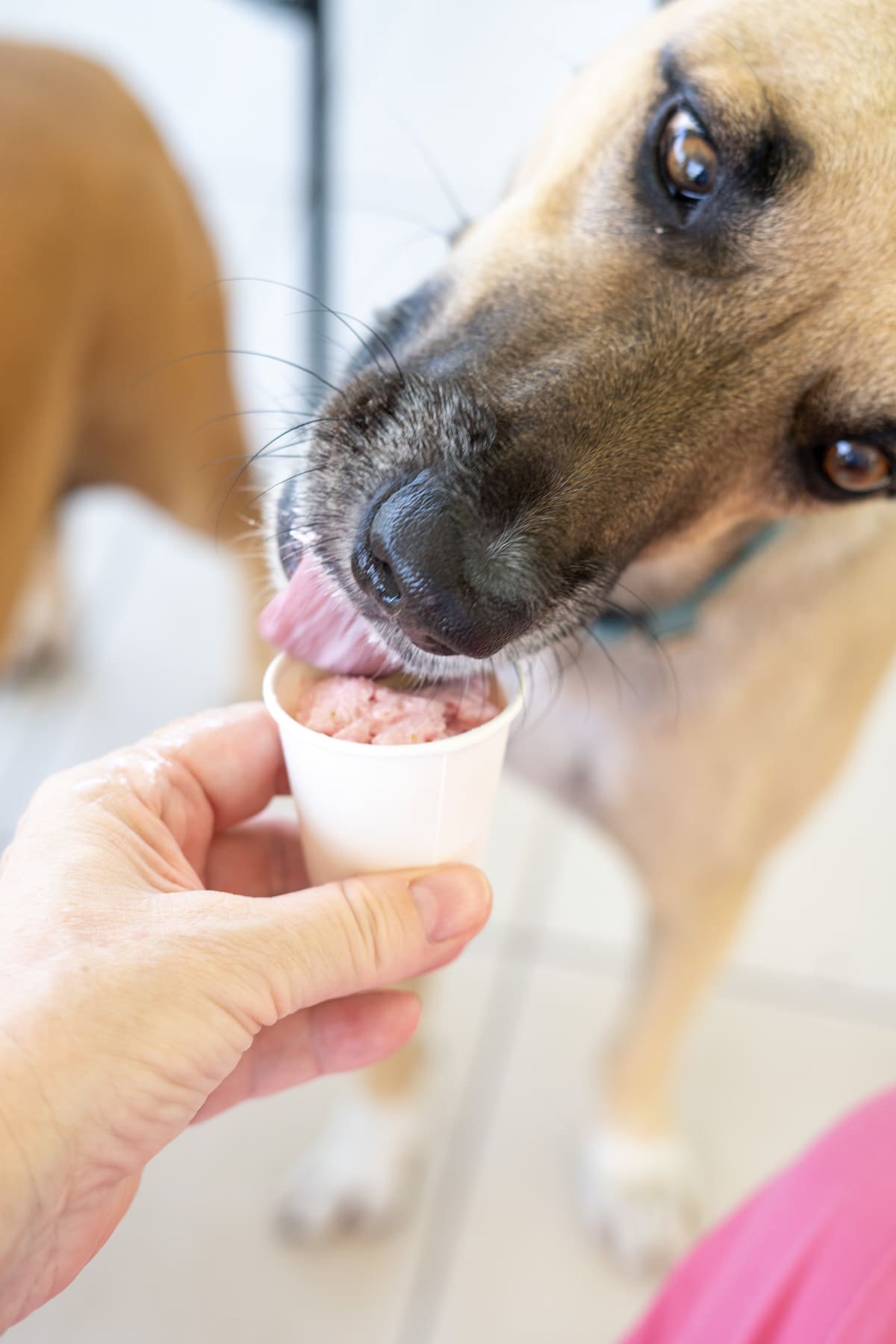 A person holds a small paper cup with pink ice cream while a brown dog licks it, perhaps leaving one to wonder, can dogs eat strawberry ice cream? Another dog is partially visible in the background.