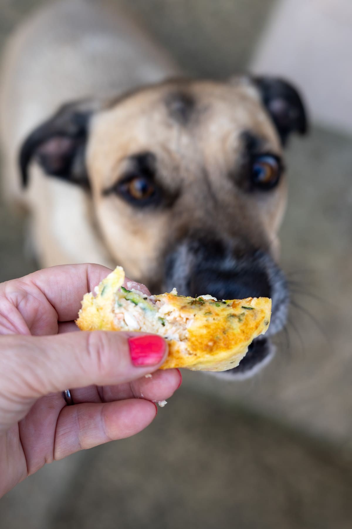 A person with pink nail varnish holds a piece of Air Fryer Salmon Dog Frittata in front of a dog’s face; the dog is looking closely at the food.