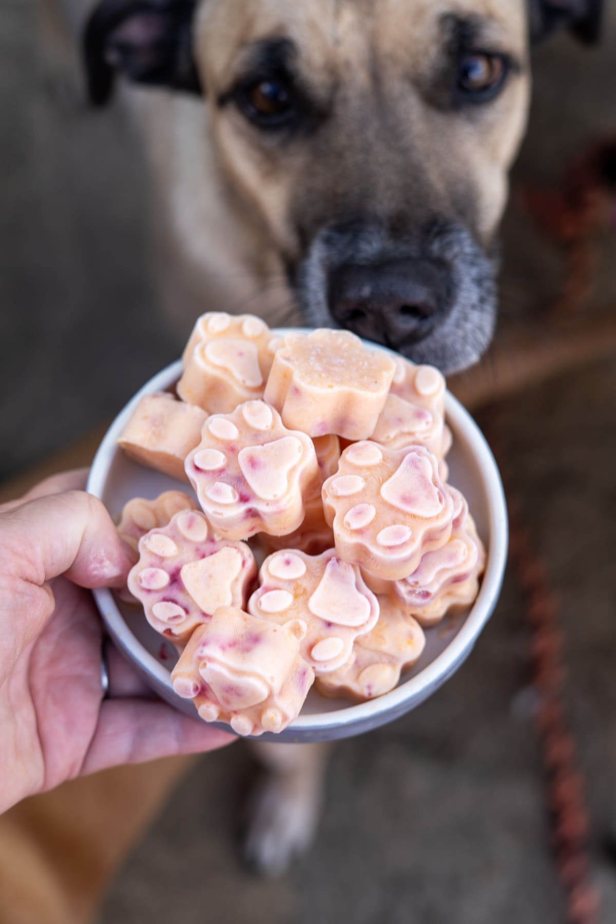 A hand holds a bowl of paw-shaped Frozen Peach Raspberry Dog Treats in front of a dog.