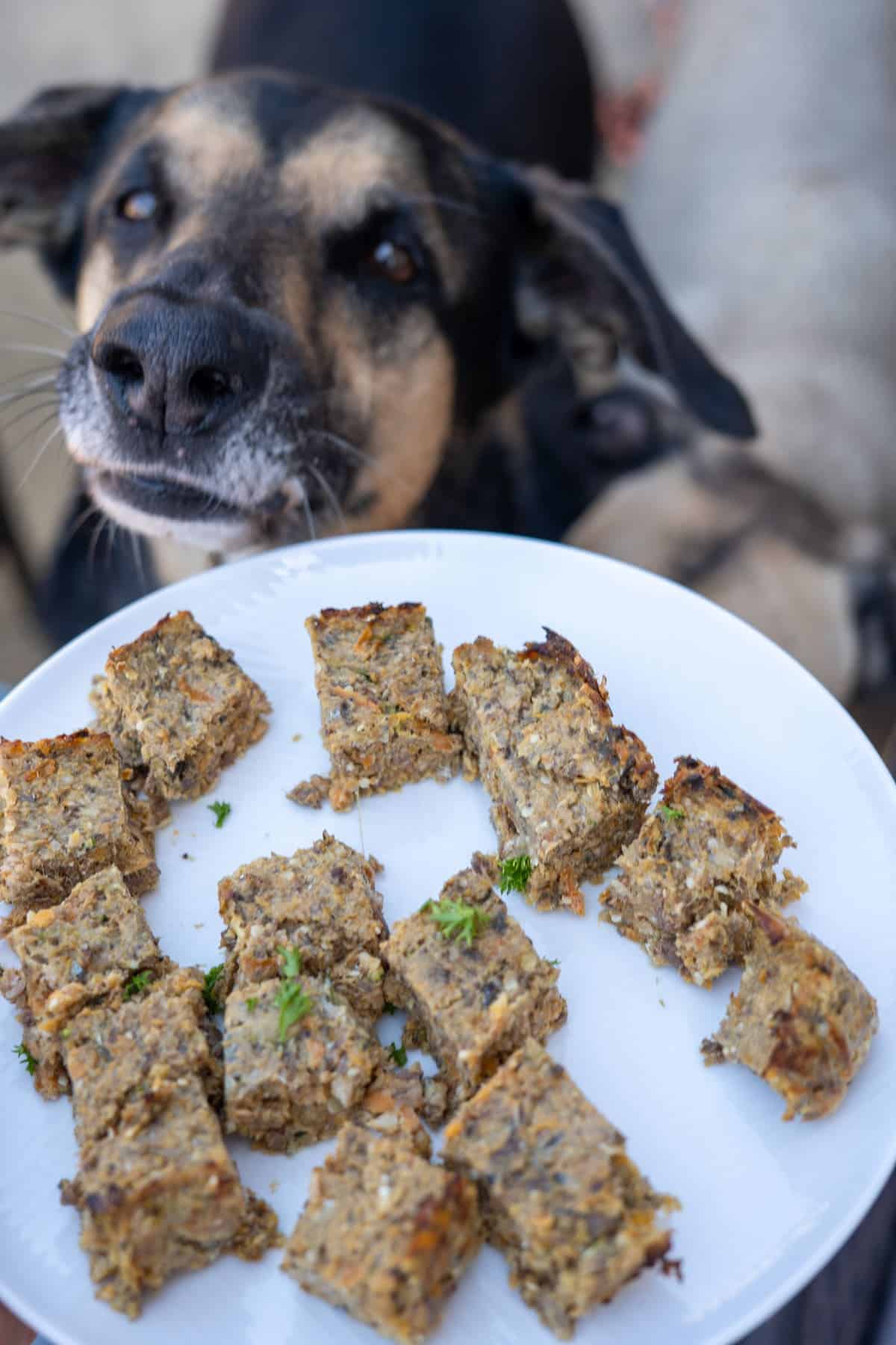A plate of cubed food pieces is held in front of a black and tan dog looking up with interest.