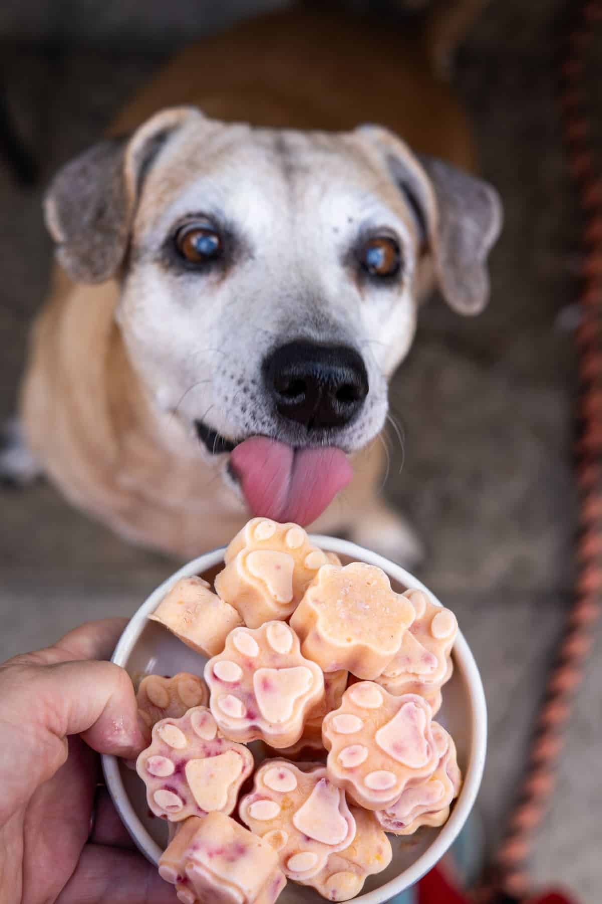 A person holds a bowl of pink, paw-shaped Frozen Peach Raspberry Dog Treats in front of a dog with its tongue out.