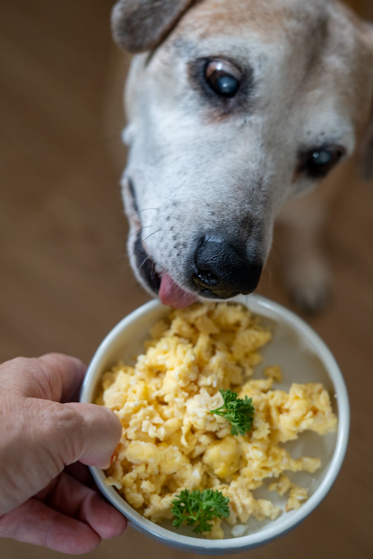 A person holds a bowl of scrambled eggs with parsley while a dog leans in to sniff or lick the food, eager to try these delicious scrambled eggs for dogs.