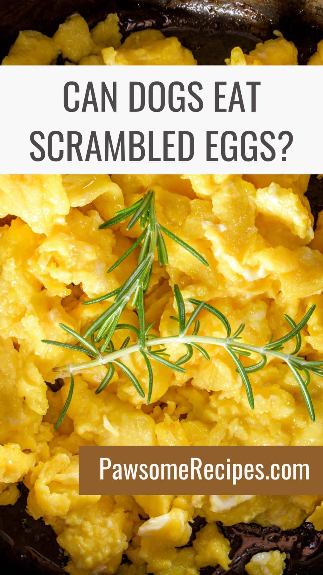 Close-up of scrambled eggs garnished with rosemary, overlaid with text asking, “Can dogs eat scrambled eggs?” along with a website URL.
