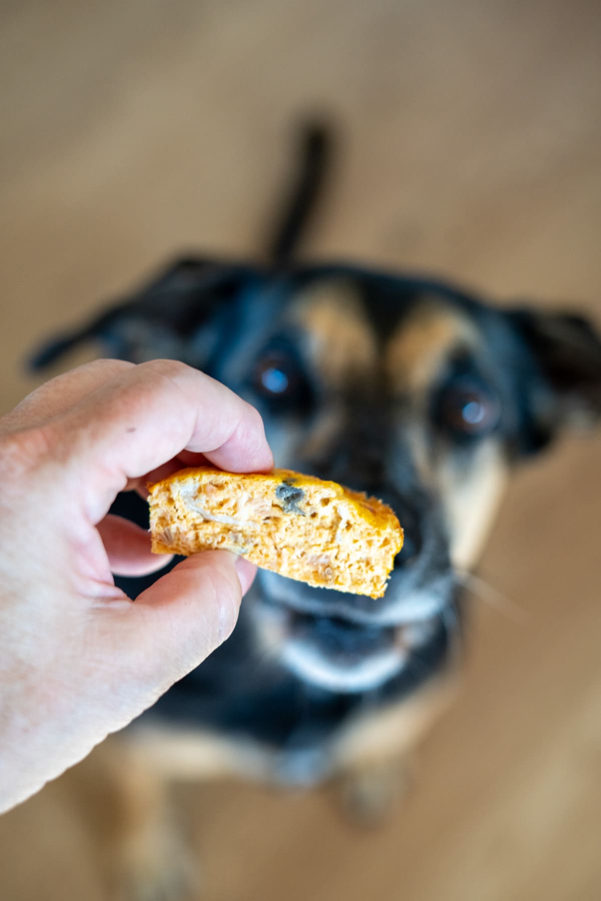 A hand holds a piece of bread in front of a black and tan dog, which is looking up attentively at the food.