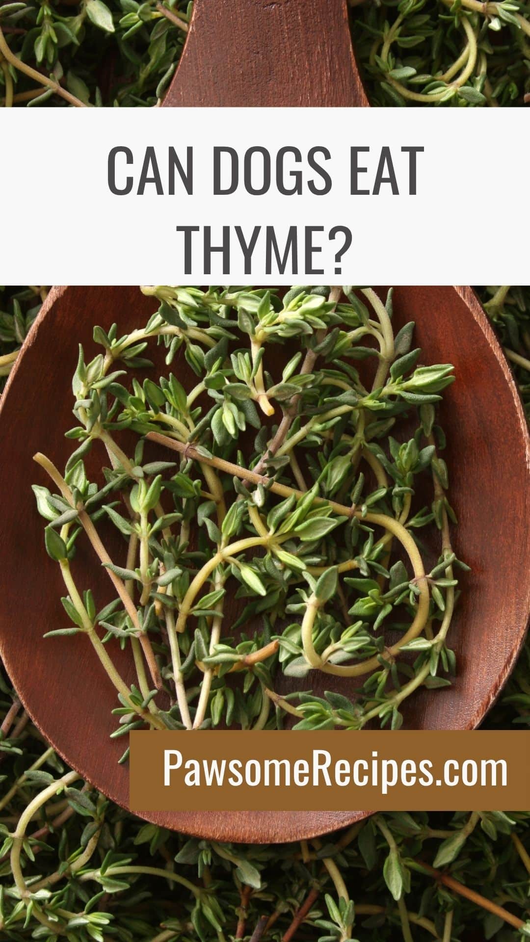 A wooden spoon filled with fresh thyme sprigs, over a background of more thyme, with text asking can dogs eat thyme and a website link.