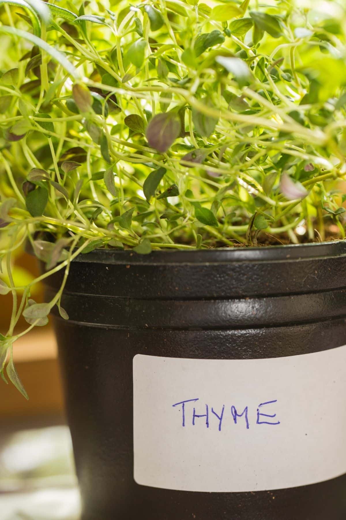A black plastic pot labelled “THYME” contains a lush thyme plant with green leaves, making it an appealing addition to your kitchen—plus, for pet owners wondering “can dogs eat thyme,” this herb is generally considered safe in moderation.