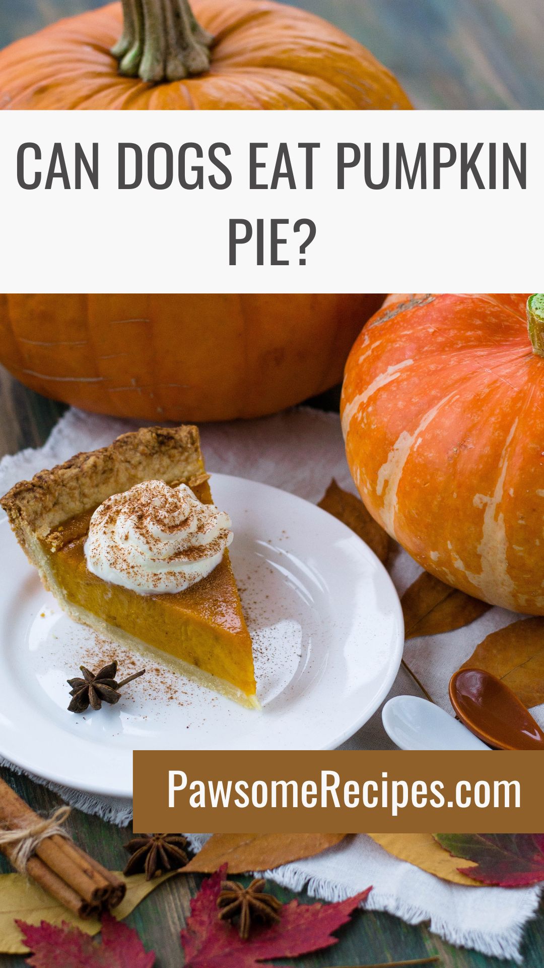 A slice of pumpkin pie with whipped cream on a plate sits next to whole pumpkins, cinnamon sticks, and star anise on a wooden table. Text asks if dogs can eat pumpkin pie.