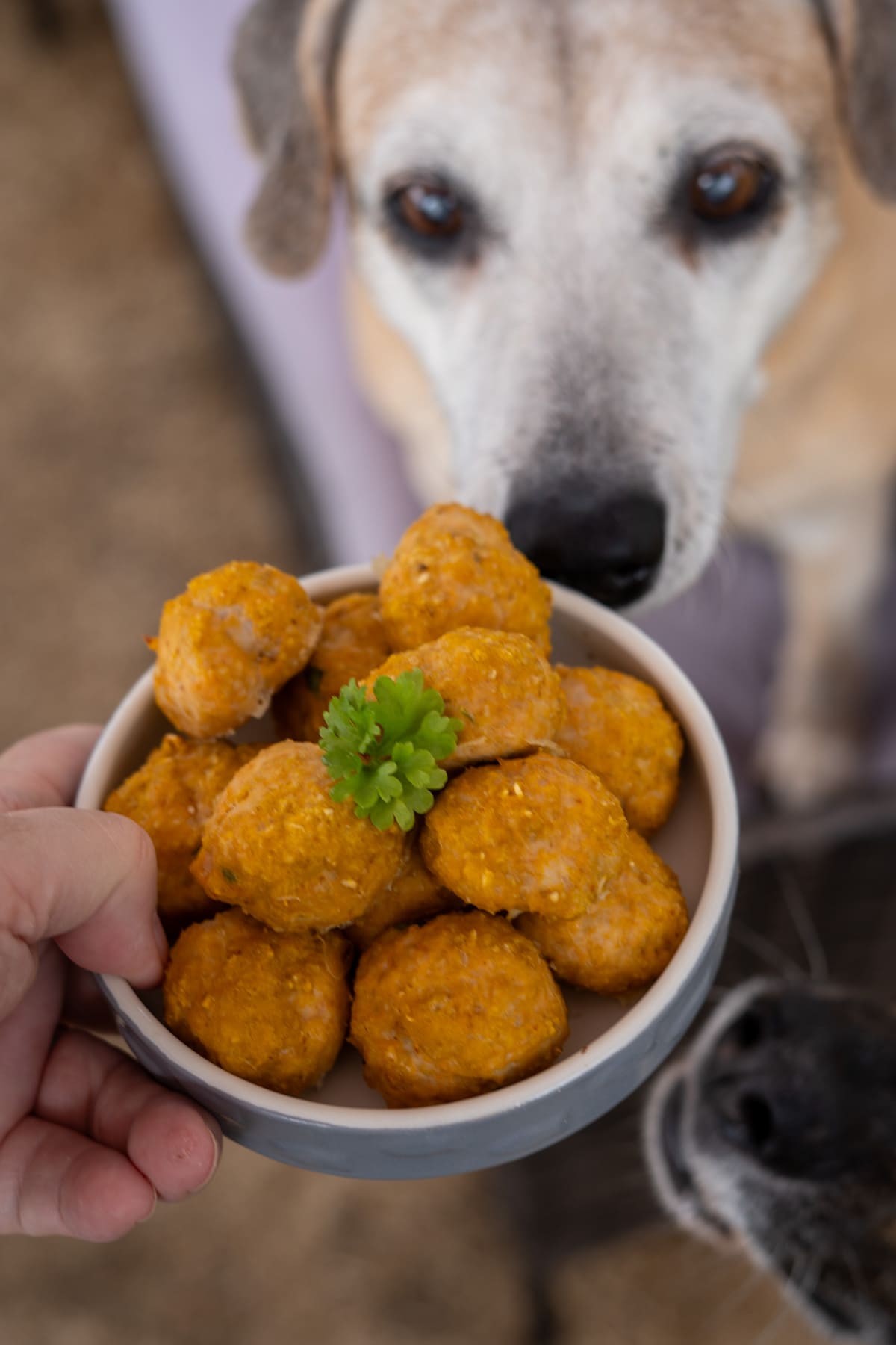 A bowl of orange chicken meatballs for dogs garnished with parsley is held up close to a tan dog's and a black dog's nose.