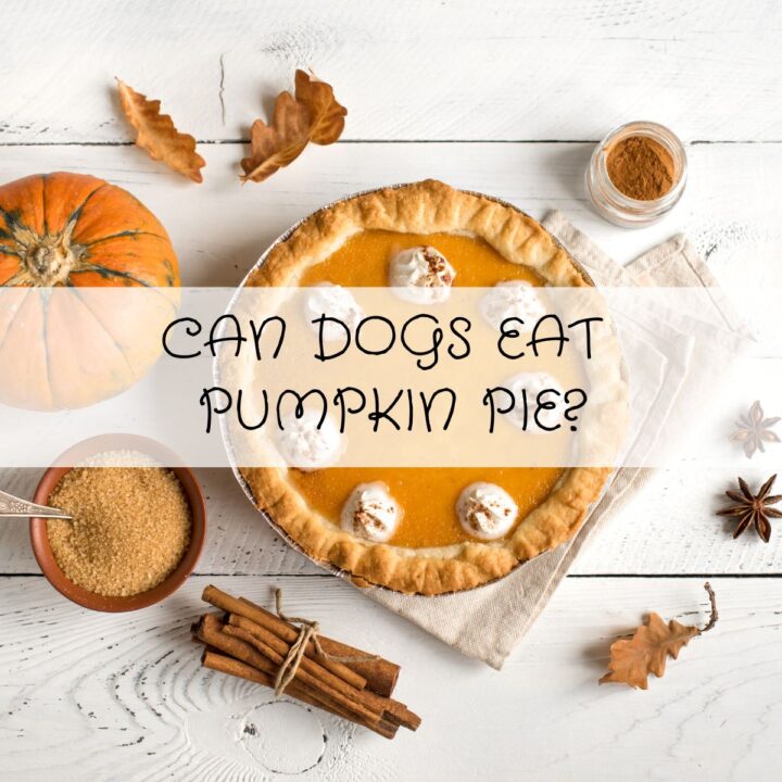 Overhead view of a pumpkin pie, spices, a small pumpkin, and autumn leaves on a white wooden table with the text “Can dogs eat pumpkin pie?” across the image.