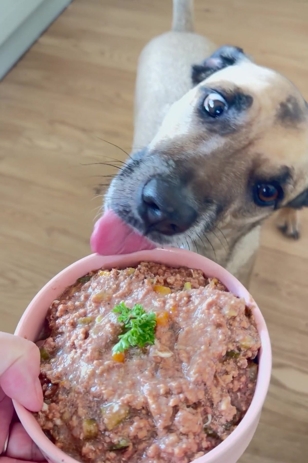 A dog looks eagerly at a bowl of homemade Slow Cooker Beef Dog Food topped with parsley, about to lick it.