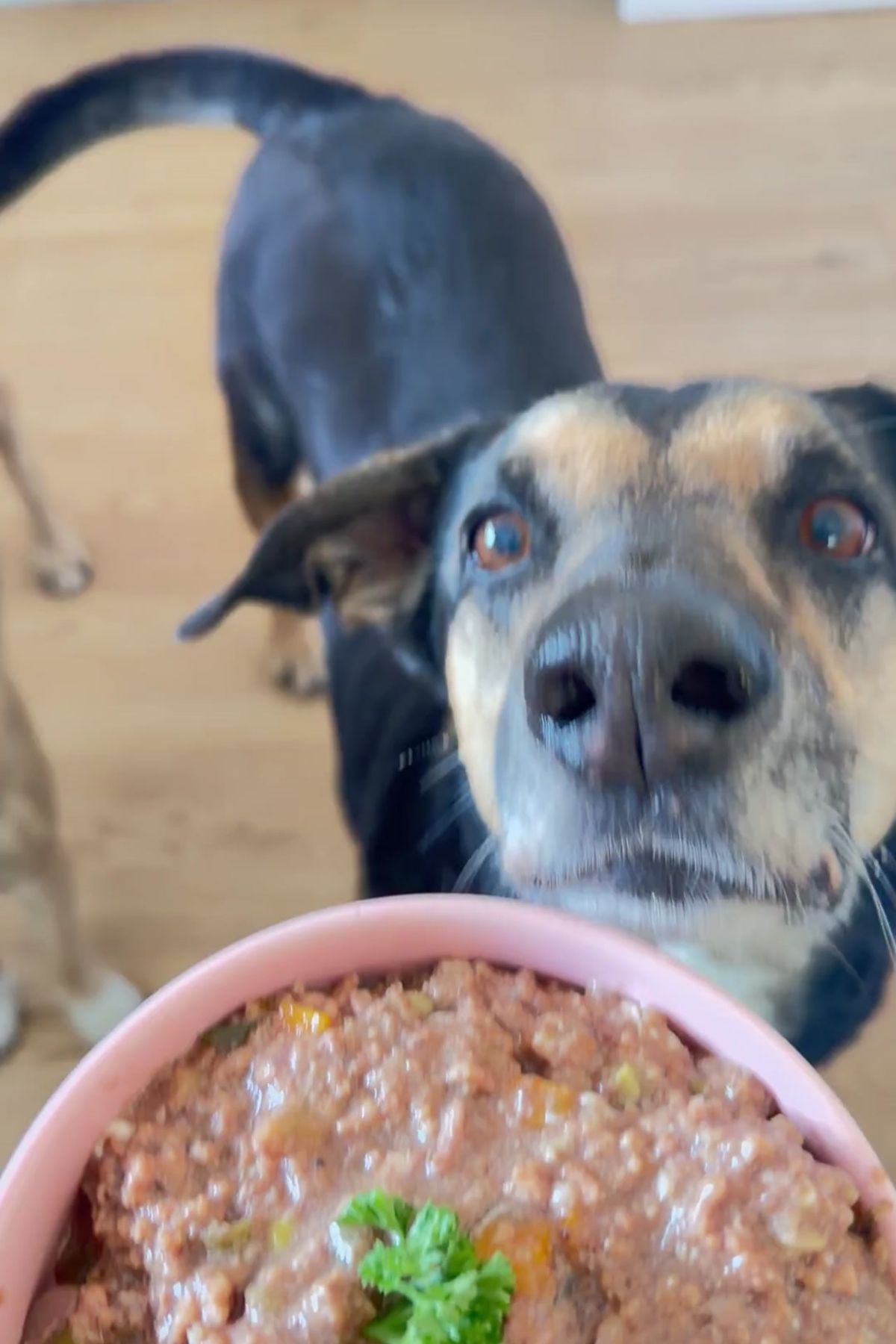 A black and tan dog eagerly sniffs a bowl of Slow Cooker Beef Dog Food, filled with minced meat and vegetables and topped with a sprig of parsley.