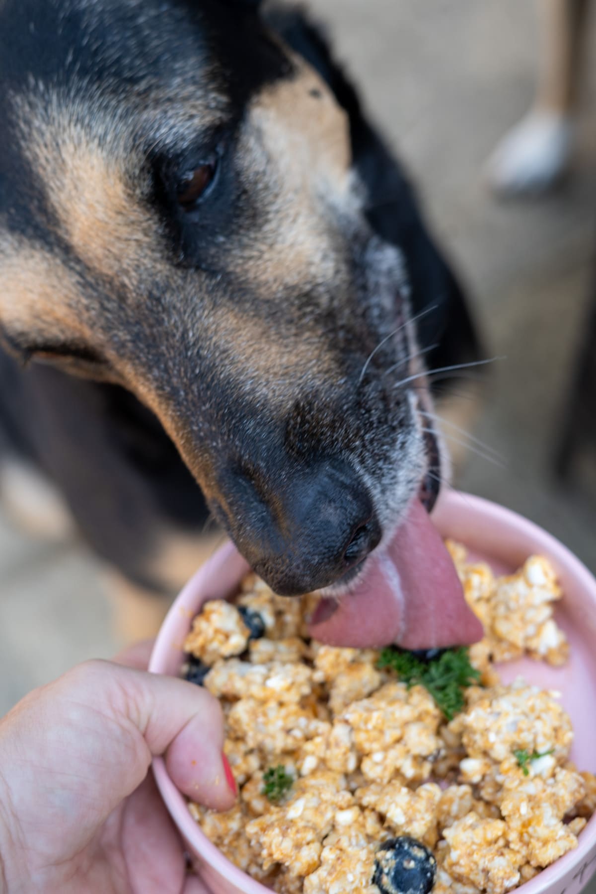 A dog licks food from a pink bowl held by a person’s hand. The bowl contains a mixture with blueberries and parsley.