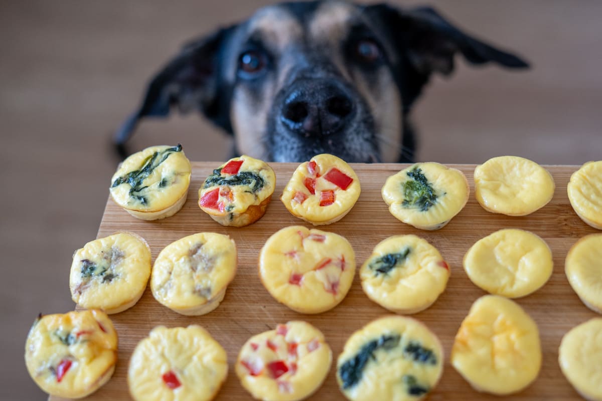 A dog looks at a wooden board topped with mini egg muffins containing vegetables and herbs.