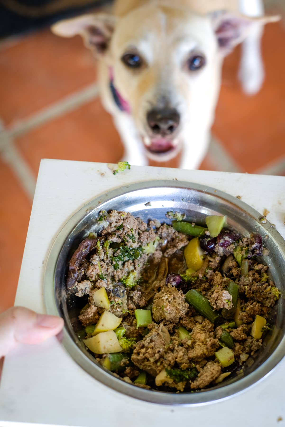 A dog looks up at a bowl of food containing minced meat, chopped vegetables, and broccoli, held by a person, eager to enjoy a healthy meal prepared with care using the methods for how to cook minced turkey for dogs.