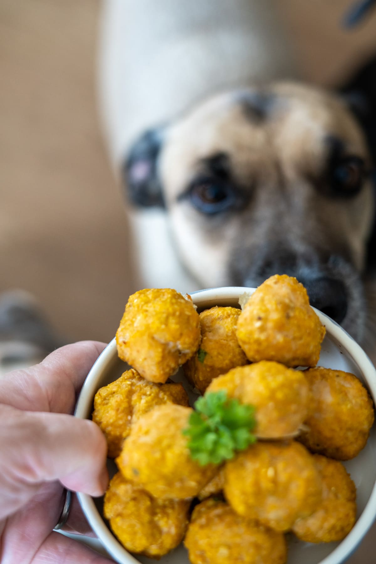 A hand holds a bowl of yellow chicken meatballs for dogs topped with parsley, whilst a dog in the background looks at the food.