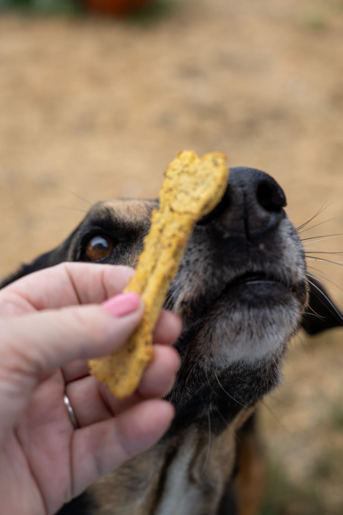 A person holds Turkey, Pumpkin, Cranberry Dog Treats in front of a dog’s nose outdoors, as the dog sniffs the treat closely.
