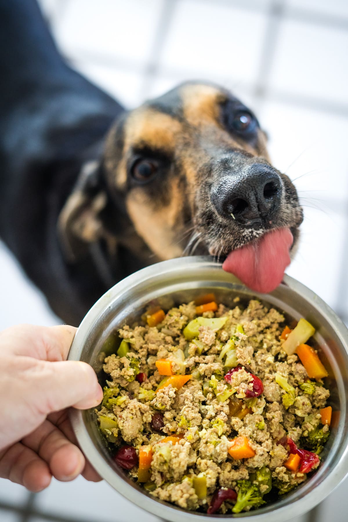 A dog licks its lips whilst looking at a bowl of homemade dog food with minced meat and mixed vegetables, eagerly waiting as its owner learns how to cook minced turkey for dogs.