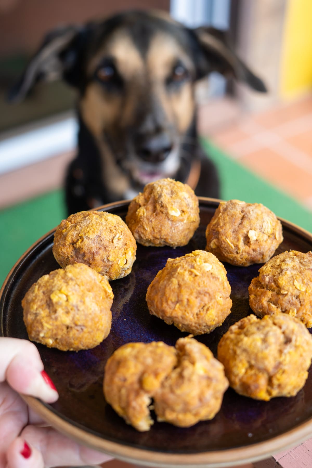 A person holds a plate of eight homemade dog treats, made using tips on how to cook minced turkey for dogs, with a dog sitting in the background looking at the plate.