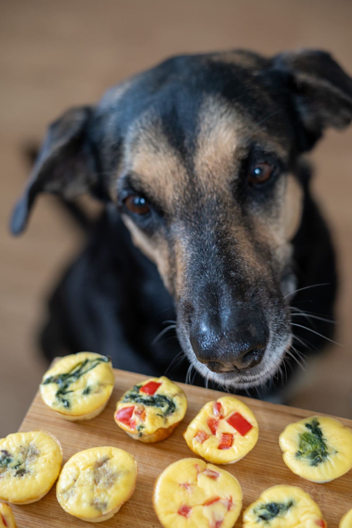A black and brown dog looks closely at a wooden board with several small egg muffins topped with vegetables, eagerly inspecting these homemade egg bites for dogs.