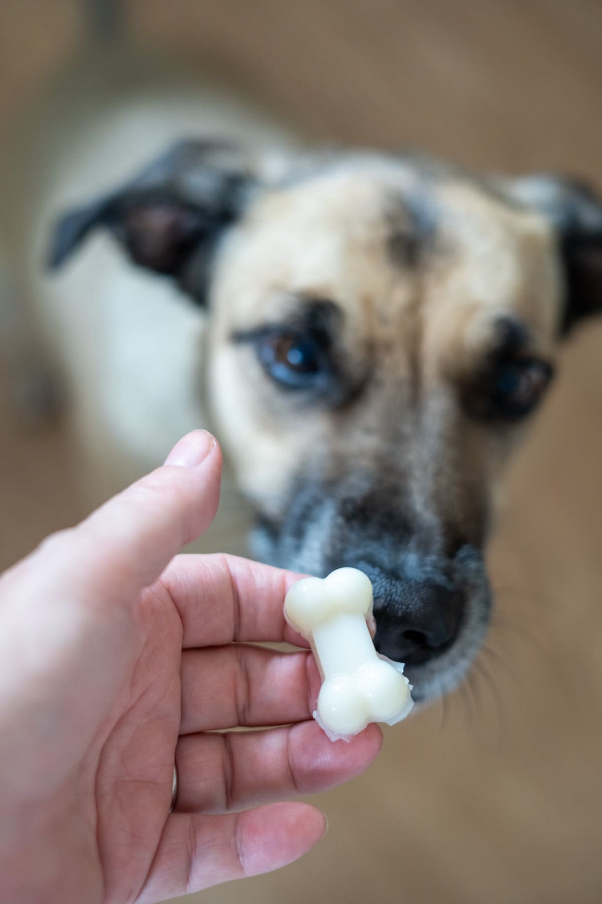 A person holds a small bone-shaped goat’s milk and bone broth gummy in front of a dog’s nose, with the dog looking intently at the treat.