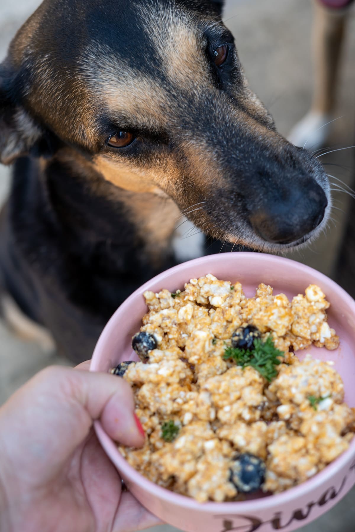 A dog looks at a pink bowl of cottage cheese mixed with blueberries and herbs, held by a person.