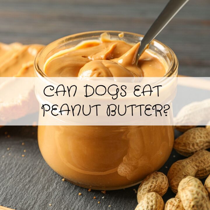 A glass jar of peanut butter with a spoon and whole peanuts, overlaid with the text “CAN DOGS EAT PEANUT BUTTER?”.