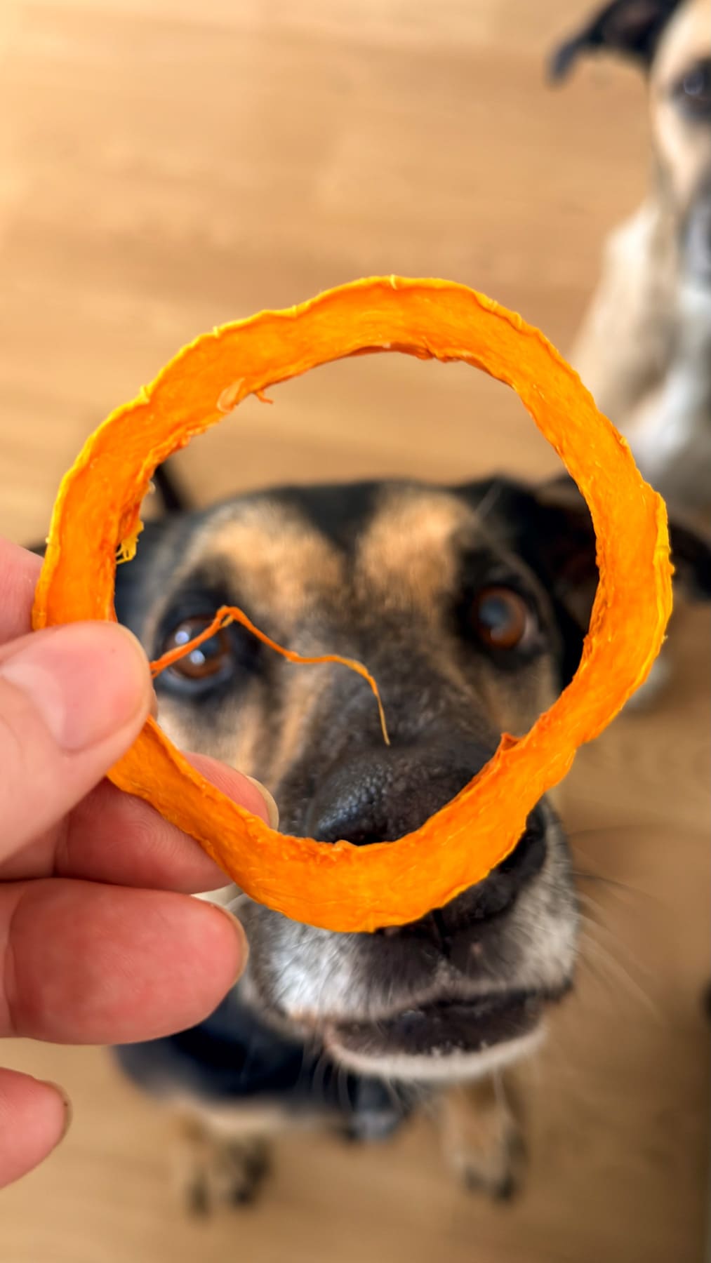 A hand holds a circular butternut squash crisp in front of a dog’s face.