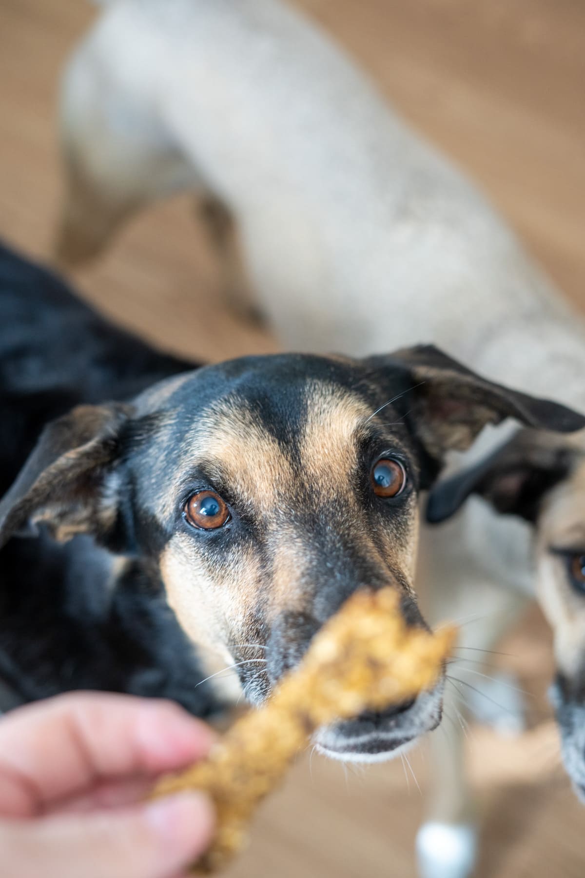 A person holds a lamb and sweet potato dog treat in front of a dog looking up expectantly.