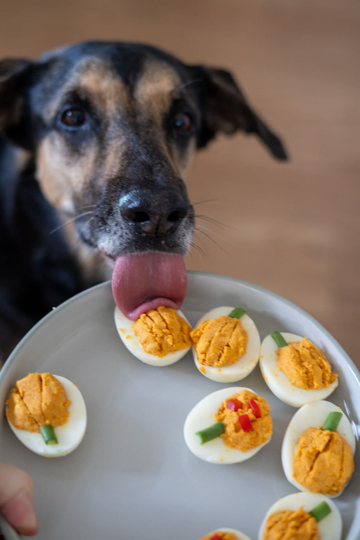 A dog licking a pumpkin devilled egg off a plate held in front of it.