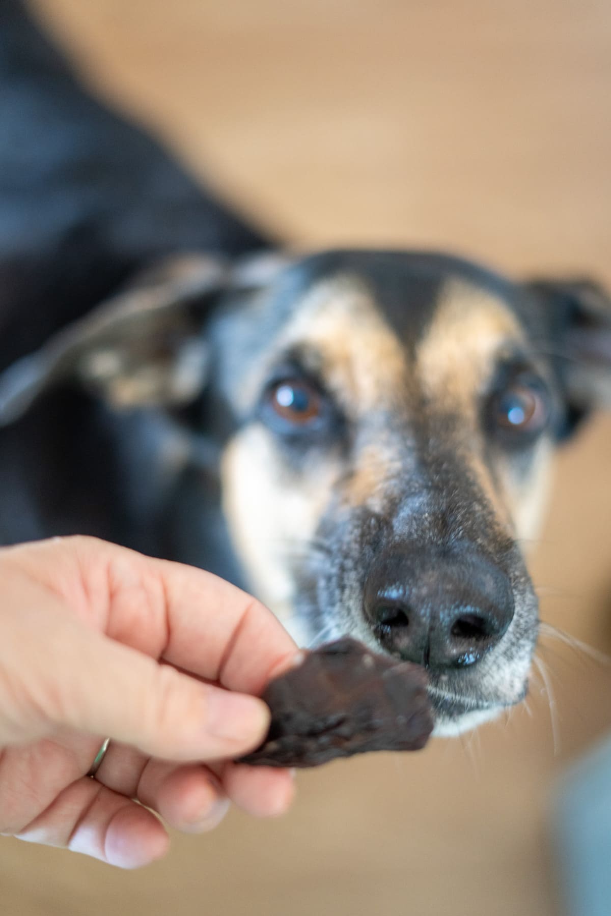 A hand holds a lamb heart dog treat out towards a dog looking at the camera.
